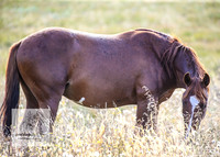 Brumbies13Mar23_0030