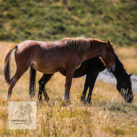 Brumbies15Mar23_0116