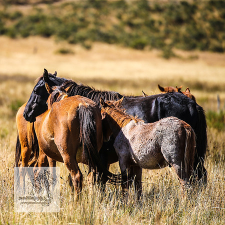 Brumbies15Mar23_0119