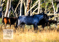 Brumbies15Mar23_0010