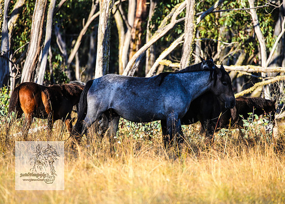 Brumbies15Mar23_0010