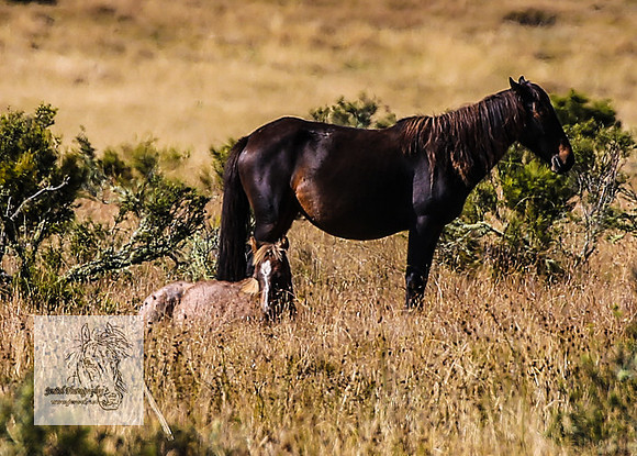 Brumbies15Mar23_0090