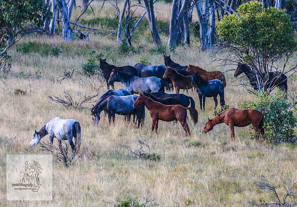 Brumbies16Mar23_0049