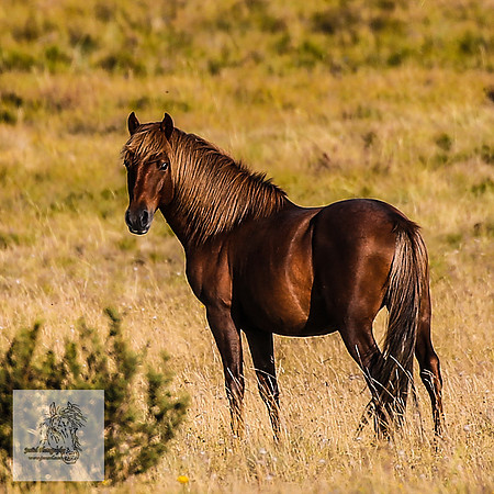 Brumbies16Mar23_0059