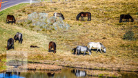 BrumbiesSep2023_0208