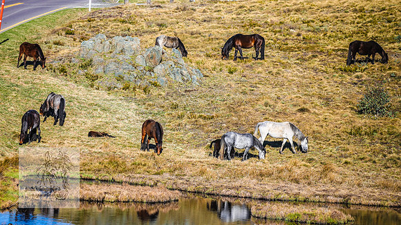 BrumbiesSep2023_0208