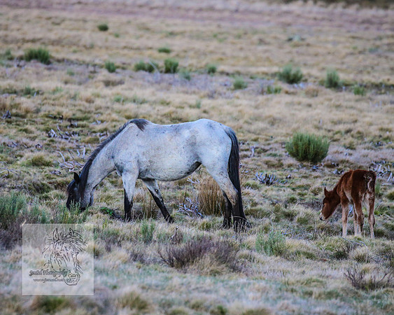 BrumbiesSep2023_0063