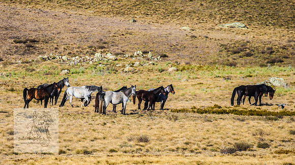 BrumbiesSep2023_0233