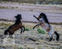 BrumbiesSep2023_0102