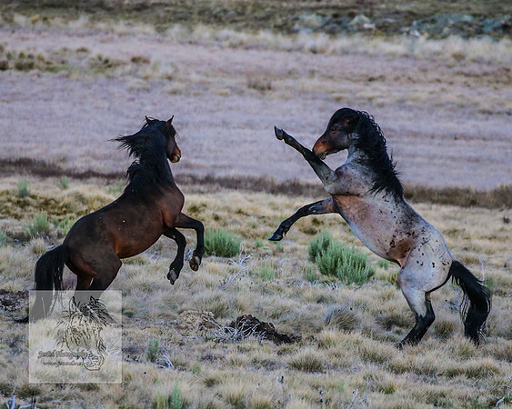 BrumbiesSep2023_0102