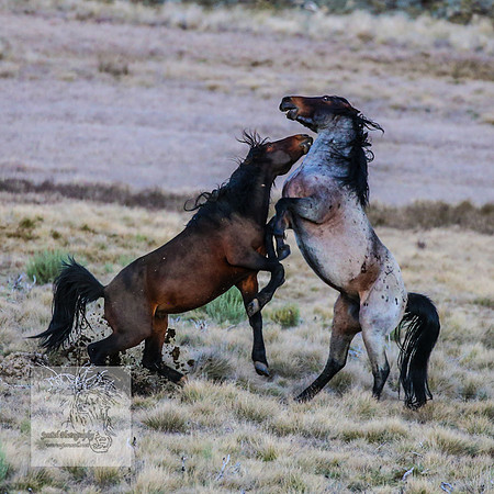 BrumbiesSep2023_0122