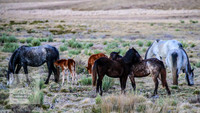 BrumbiesSep2023_0159