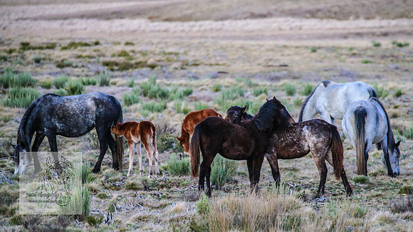 BrumbiesSep2023_0159