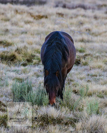 BrumbiesSep2023_0051