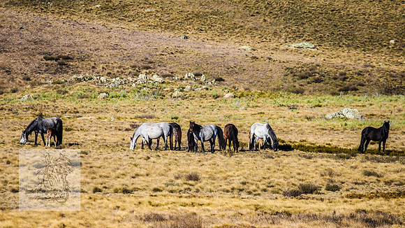 BrumbiesSep2023_0245
