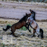 BrumbiesSep2023_0123
