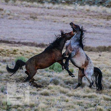 BrumbiesSep2023_0123