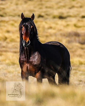 BrumbiesSep2023_0217