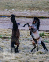 BrumbiesSep2023_0144