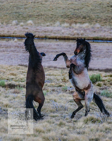 BrumbiesSep2023_0144