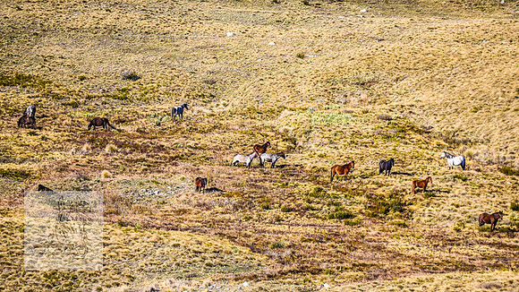 BrumbiesSep2023_0215