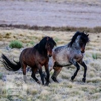 BrumbiesSep2023_0136