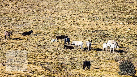 BrumbiesSep2023_0213
