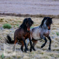 BrumbiesSep2023_0138