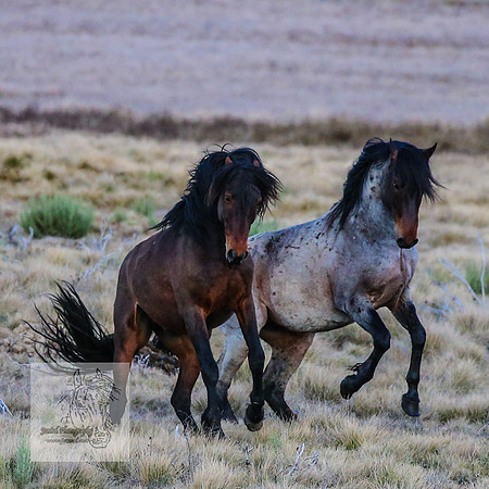 BrumbiesSep2023_0138