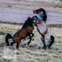 BrumbiesSep2023_0124