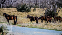 BrumbiesSep2023_0001