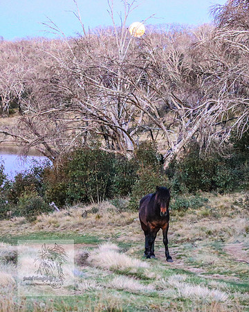 BrumbiesSep2023_0167