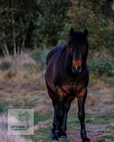 BrumbiesSep2023_0172
