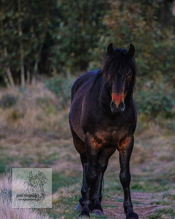 BrumbiesSep2023_0172