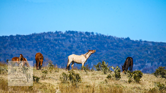 BrumbiesSep2023_0275