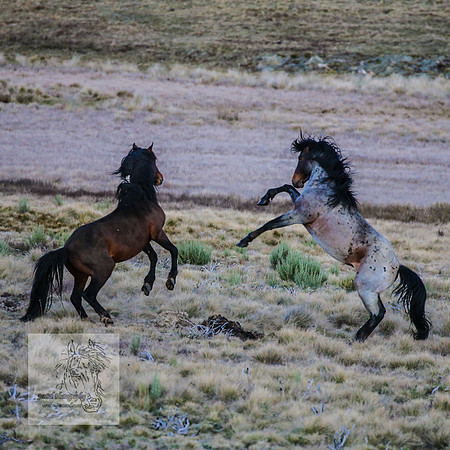 BrumbiesSep2023_0103