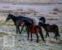 BrumbiesSep2023_0084