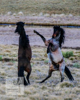 BrumbiesSep2023_0143