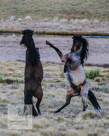 BrumbiesSep2023_0143