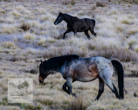BrumbiesSep2023_0083