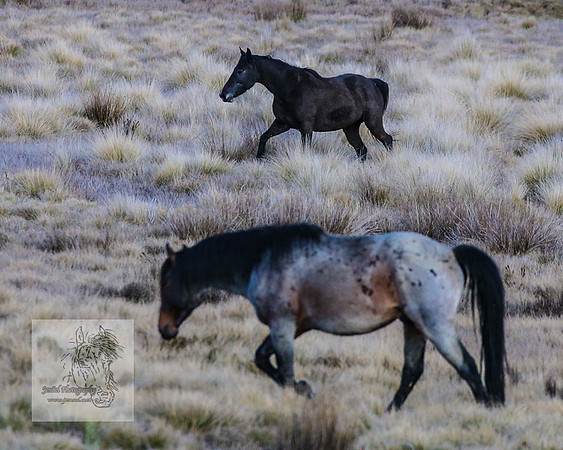 BrumbiesSep2023_0083