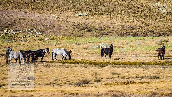 BrumbiesSep2023_0239