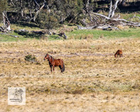 Brumbies1Oct2023_0055