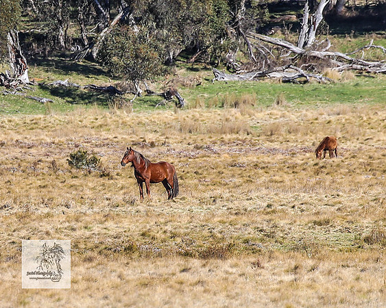 Brumbies1Oct2023_0055