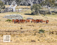 Brumbies1Oct2023_0065