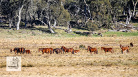 Brumbies1Oct2023_0025