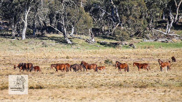 Brumbies1Oct2023_0025