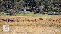 Brumbies1Oct2023_0018