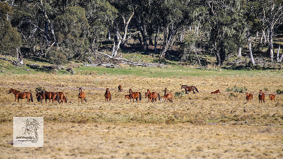 Brumbies1Oct2023_0018