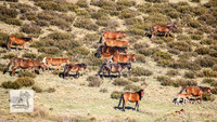 Brumbies1Oct2023_0618